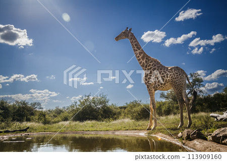 Giraffe in Kruger National park, South Africa Giraffe in Kruger National park, South Africa 113909160