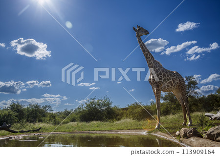 Giraffe in Kruger National park, South Africa 113909164