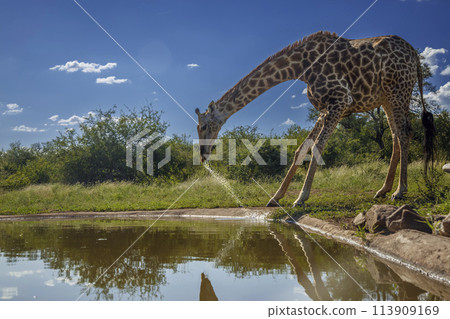 Giraffe in Kruger National park, South Africa 113909169