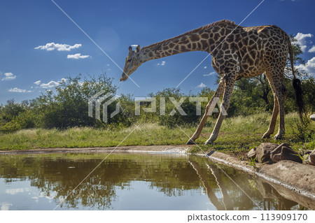 Giraffe in Kruger National park, South Africa 113909170