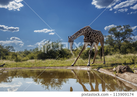 Giraffe in Kruger National park, South Africa 113909174