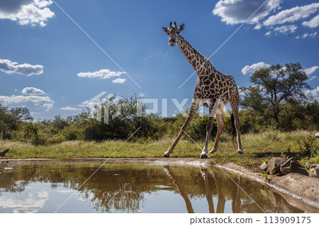 Giraffe in Kruger National park, South Africa Giraffe in Kruger National park, South Africa 113909175