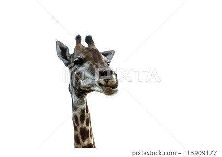 Giraffe in Kruger National park, South Africa 113909177