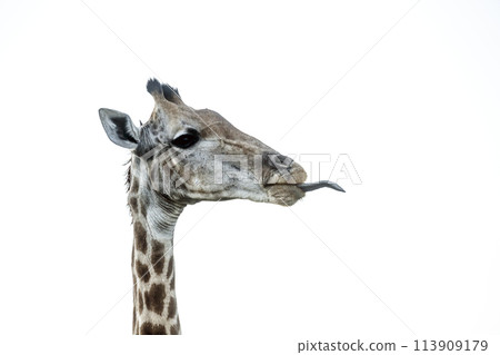 Giraffe in Kruger National park, South Africa 113909179