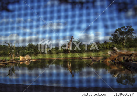 Giraffe in Kruger National park, South Africa 113909187