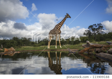 Giraffe in Kruger National park, South Africa 113909188