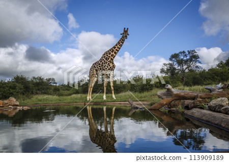 Giraffe in Kruger National park, South Africa 113909189