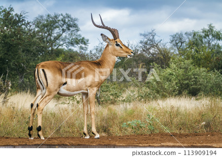 Common Impala in Kruger National park, South Africa 113909194