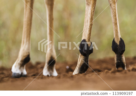 Common Impala in Kruger National park, South Africa 113909197