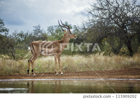 Common Impala in Kruger National park, South Africa Common Impala in Kruger National park, South Africa 113909202