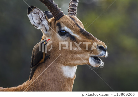 Common Impala in Kruger National park, South Africa 113909206