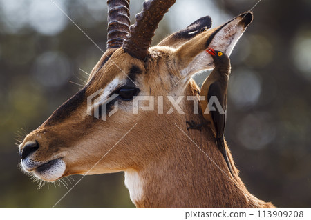 Common Impala in Kruger National park, South Africa Common Impala in Kruger National park, South Africa 113909208