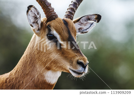 Common Impala in Kruger National park, South Africa Common Impala in Kruger National park, South Africa 113909209