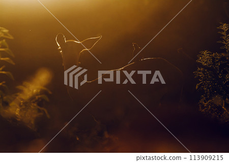 Common Impala in Kruger National park, South Africa 113909215