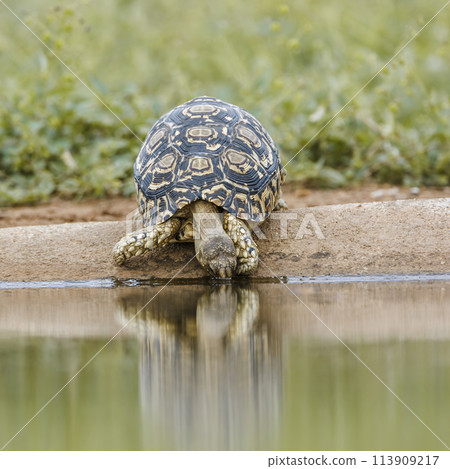 Leopard tortoise in Kruger National park, South Africa 113909217
