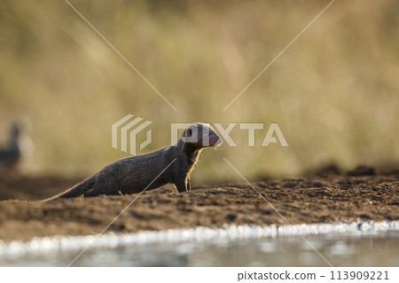 Slender mongoose in Kruger National park, South Africa Slender mongoose in Kruger National park, South Africa 113909221