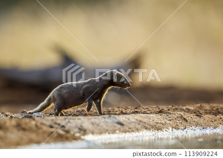 Slender mongoose in Kruger National park, South Africa Slender mongoose in Kruger National park, South Africa 113909224