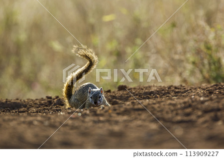 Smith bush squirrelin Kruger National park, South Africa 113909227