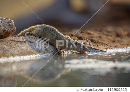 Smith bush squirrel in Kruger National park, South Africa Smith bush squirrel in Kruger National park, South Africa 113909235