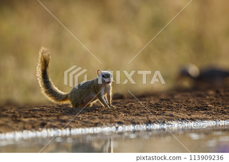 Smith bush squirrel in Kruger National park, South Africa Smith bush squirrel in Kruger National park, South Africa 113909236