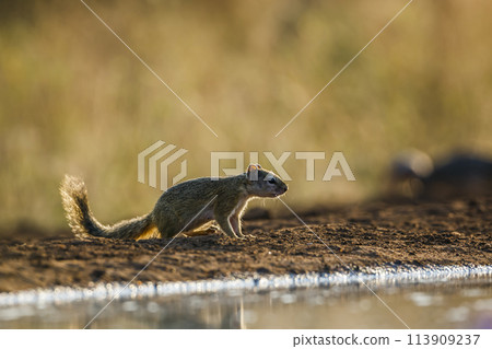 Smith bush squirrel in Kruger National park, South Africa 113909237
