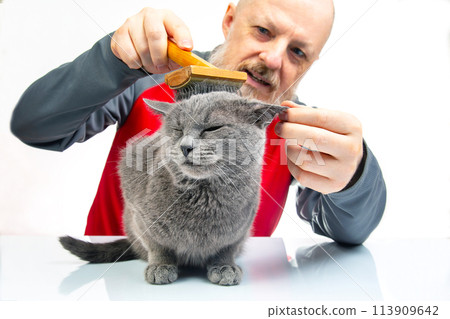 Bearded man combs the fur of a gray cat with a brush on a white background. Pet care 113909642