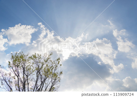 Fresh green leaves shining against the blue sky, clouds, sunlight, fresh green image, young leaves, trees and greenery, copy space, green, leaves, refreshing 113909724