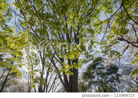 Fresh green leaves that stand out against the blue sky. Fresh green image. Young leaves. Trees and greenery. Copy space. Green. Leaves. Refreshing. 113909725