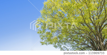 新鮮的綠色植物，映襯著藍天，新鮮的綠色植物圖像，幼葉，樹木和綠色植物，複製空間，綠葉，清爽 113909733