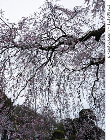 青梅櫻花 青梅櫻花 113909913