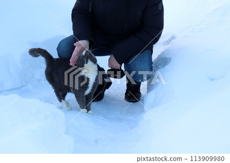 A pensioner man squats strokes a gray wild cat in a village garden A pensioner man squats strokes a gray wild cat in a village garden 113909980