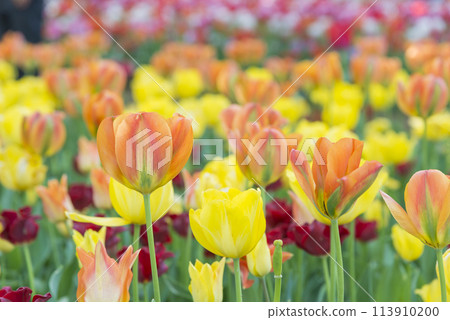 Tulips bathed in the spring light. Tulips, tulip fields, flowers, flower fields, fresh greenery, full bloom, fantasy 113910200