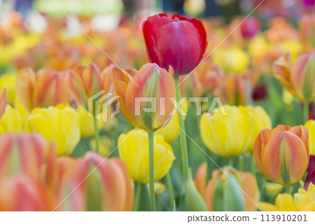 Tulips bathed in the spring light. Tulips, tulip fields, flowers, flower fields, fresh greenery, full bloom, fantasy 113910201