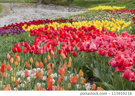 Tulips bathed in the spring light. Tulips, tulip fields, flowers, flower fields, fresh greenery, full bloom, fantasy Tulips bathed in the spring light. Tulips, tulip fields, flowers, flower fields, fresh greenery, full bloom, fantasy 113910216