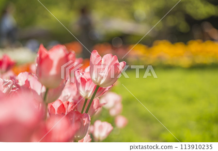 Tulips bathed in the spring light. Tulips, tulip fields, flowers, flower fields, fresh greenery, full bloom, fantasy 113910235