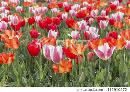Red tulips, tulip field, flowers, flower field, fresh greenery, full bloom, fantasy 113910272