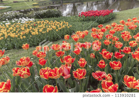 Red tulips, tulip field, flowers, flower field, fresh greenery, full bloom, fantasy 113910281