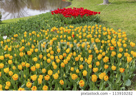 Red tulips, tulip field, flowers, flower field, fresh greenery, full bloom, fantasy 113910282