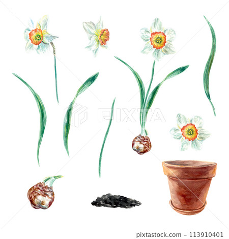 Daffodils set, watercolor. Flowers, leaves, bulb, stem, pot. Vector illustration for birthday cards, invitations, banners, posters, labels, packaging. Daffodils set, watercolor. Flowers, leaves, bulb, stem, pot. Vector illustration for birthday cards, invitations, banners, posters, labels, packaging. 113910401