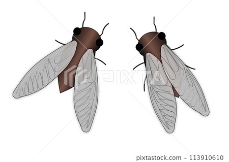 The cicadas are croaking 113910610