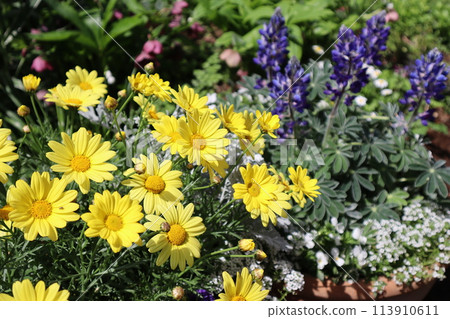 Pot of daisies and lupines 113910611