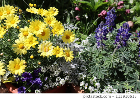 Margaret plantings and pots Margaret plantings and pots 113910613