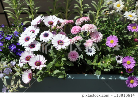 骨子草與短葉草混植 骨子草與短葉草混植 113910614