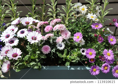 骨子草與短葉草混植 骨子草與短葉草混植 113910615