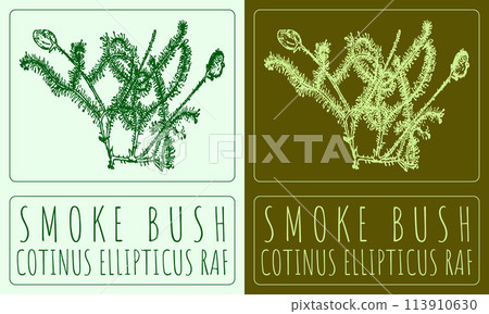 Vector drawing SMOKE BUSH. Hand drawn illustration. The Latin name is COTINUS ELLIPTICUS RAF Vector drawing SMOKE BUSH. Hand drawn illustration. The Latin name is COTINUS ELLIPTICUS RAF 113910630
