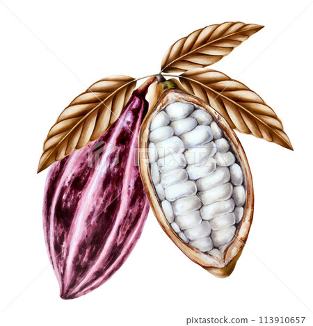 Watercolor composition with open cocoa pod, fruits and dry leaves. Hand drawn half cacao, beens, realistic organic superfood illustration isolated on white background. For designers, packaging design Watercolor composition with open cocoa pod, fruits and dry leaves. Hand drawn half cacao, beens, realistic organic superfood illustration isolated on white background. For designers, packaging design 113910657