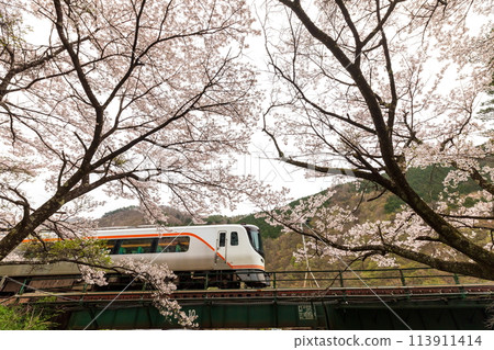 穿越櫻花的特急飛鎢號 113911414