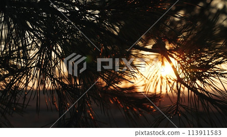 pine branch sunset, sun glare trees, dusk nature lights, serene evening glow, twilight forest scenery, golden hour calmness, sunset pine silhouette, tranquil nature scene, serene twilight ambiance pine branch sunset, sun glare trees, dusk nature lights, serene evening glow, twilight forest scenery, golden hour calmness, sunset pine silhouette, tranquil nature scene, serene twilight ambiance 113911583