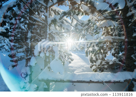 Majestic Pine Forest Bathed in Sunlight on Snowy Mountains. 113911816