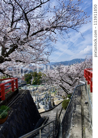 寶塚市中山寺的櫻花 113911850